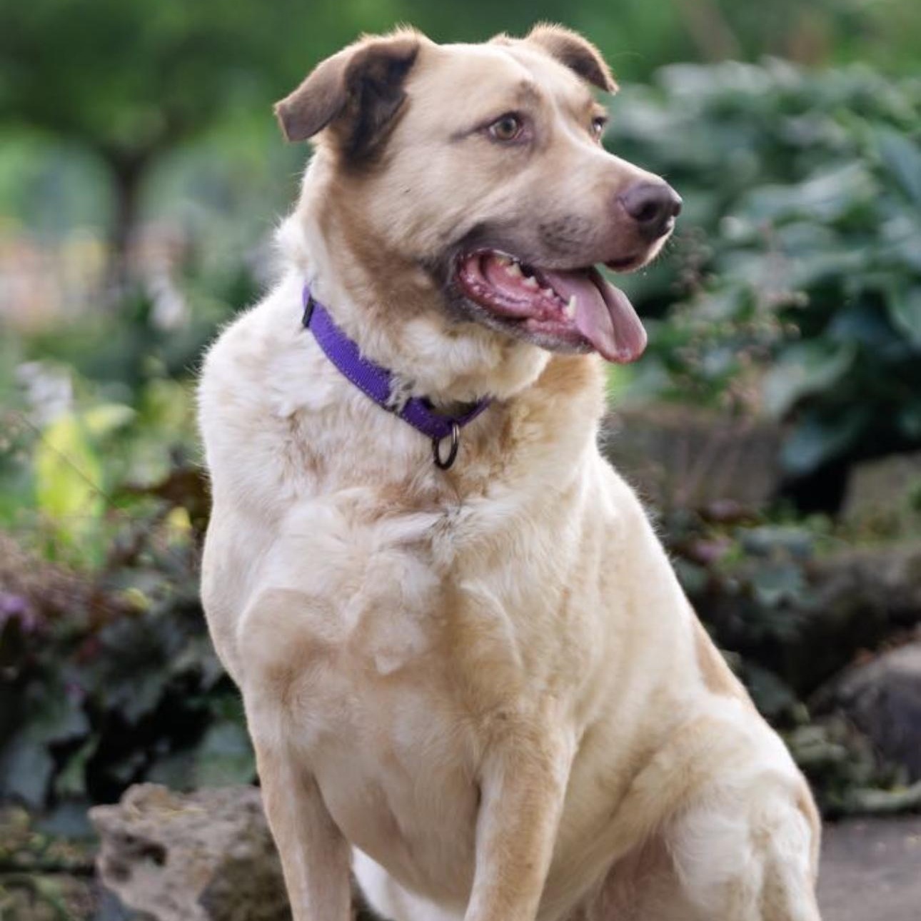 6798 Andy Reed, a Adoptable mixed breed in Springfield, MO image 4/6