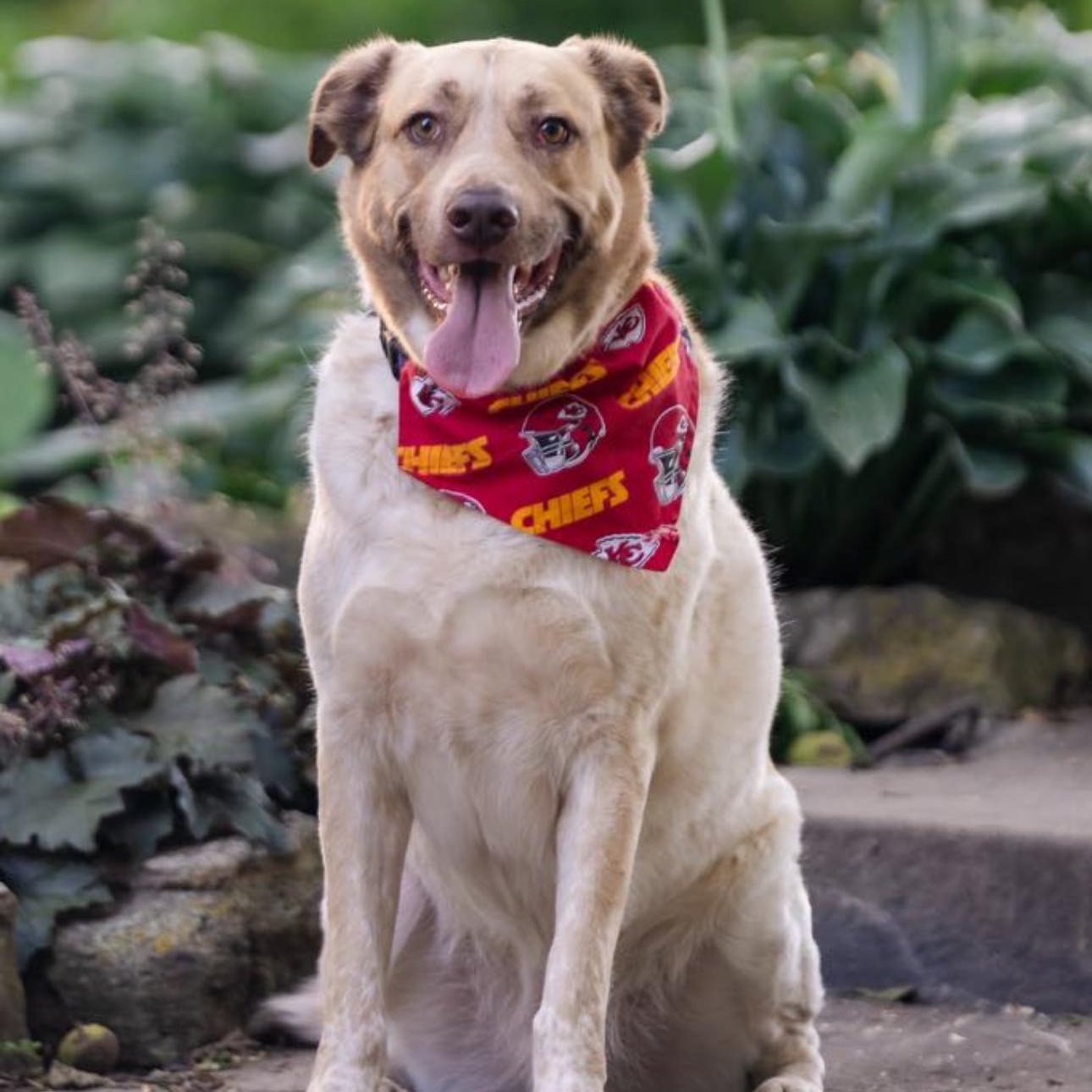 6798 Andy Reed, Adoptable, Adult Male Australian Cattle Dog / Blue Heeler & Labrador Retriever.