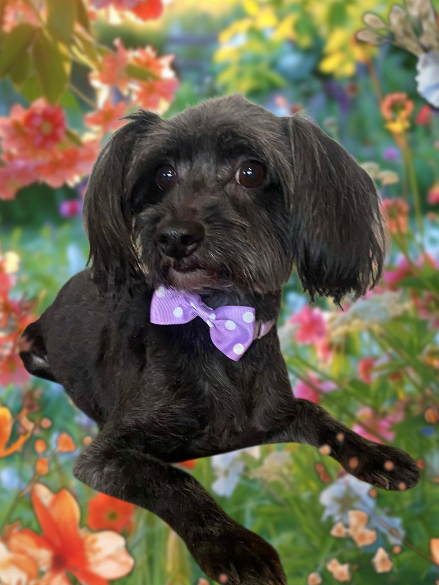 Enlarge Rosie Mae, an adopted Yorkie Poo in Salamanca, NY image 1/1