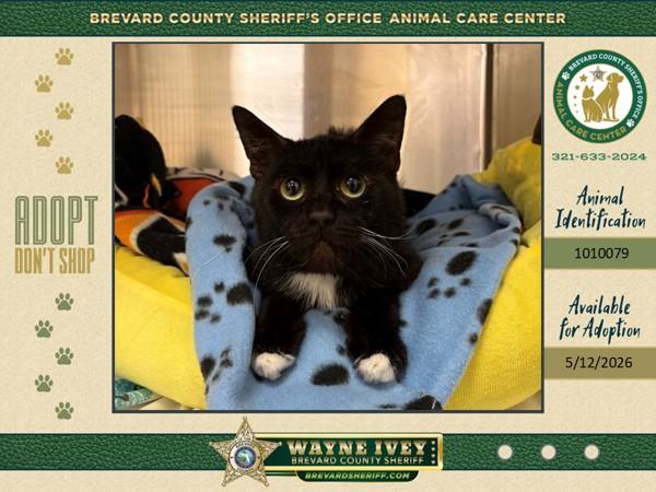 Enlarge Banana, a Adoptable mixed breed in Melbourne, FL image 1/1