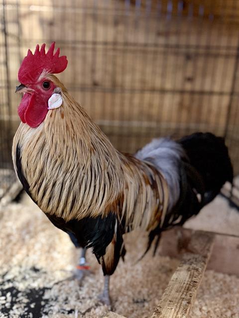 ENDIVE, Adoptable, Young Male Chicken.