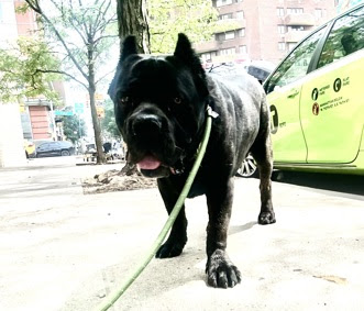 Numada, Adoptable, Adult Male Cane Corso.