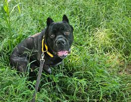 Enlarge Numada, a Adoptable mixed breed in Berlin, NJ image 5/6