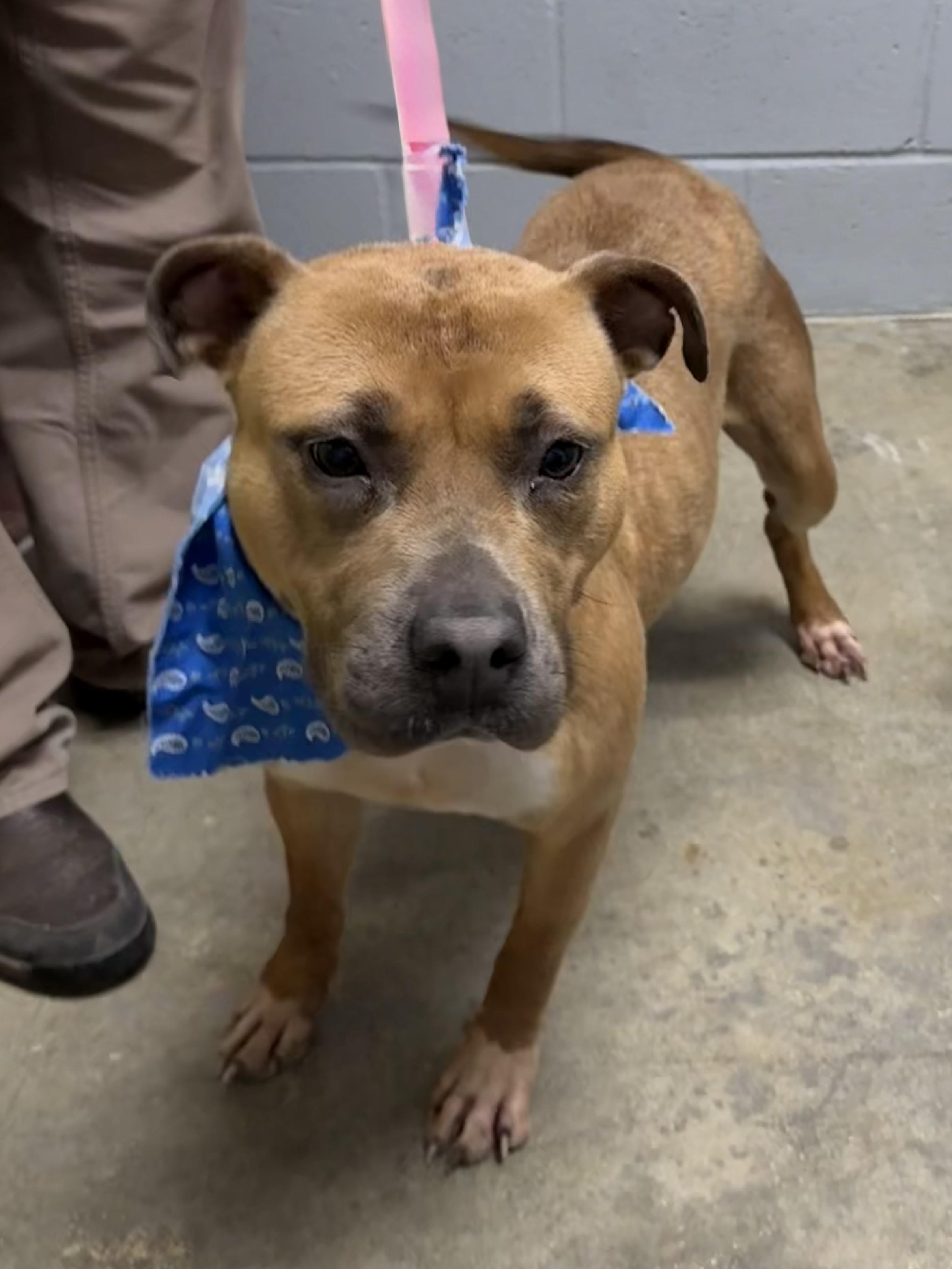 Sassy, a ADOPTABLE Mixed Breed in Elizabethtown, NC image 2/2