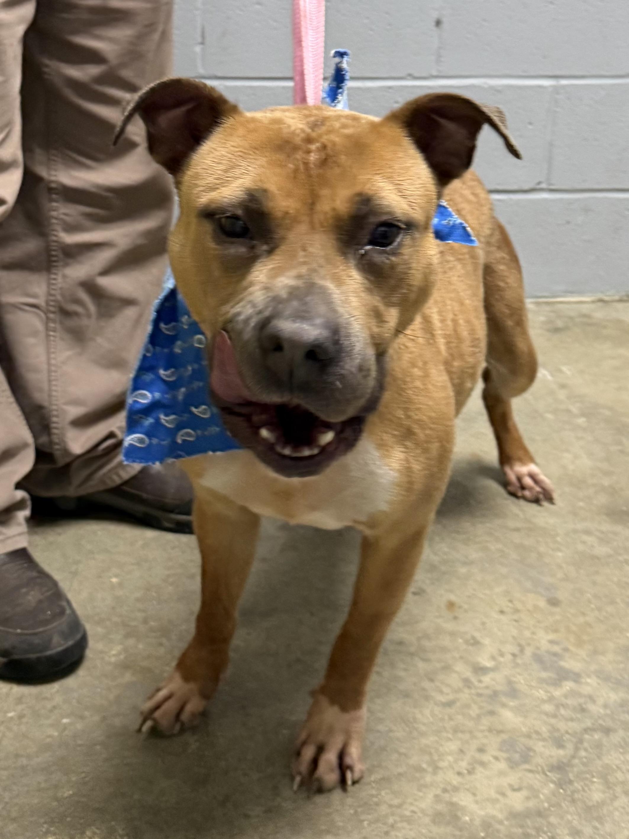 Sassy, ADOPTABLE, Adult Female Mixed Breed.