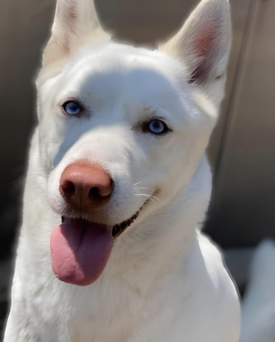 Enlarge French Kiss, a Adoptable Siberian Husky in Naperville, IL image 1/2