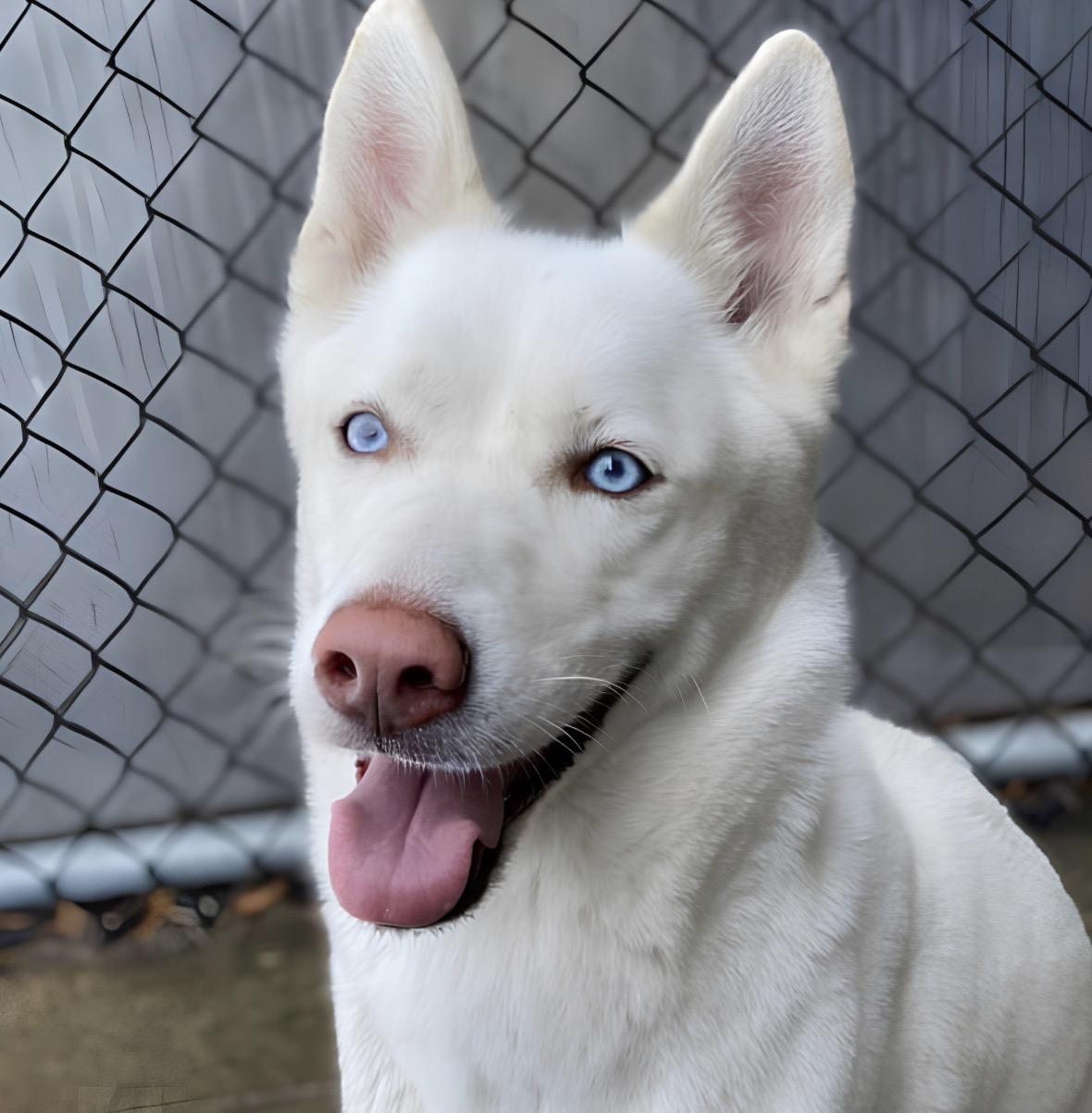 Enlarge French Kiss, a Adoptable Siberian Husky in Naperville, IL image 2/2