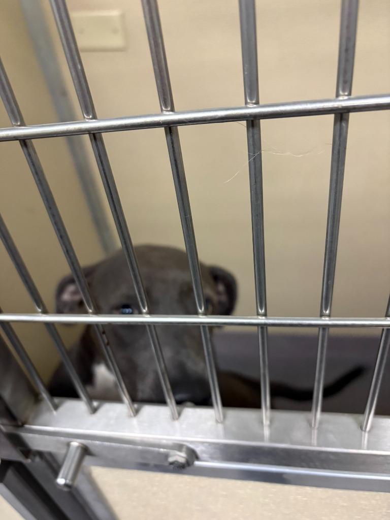 Enlarge Louise, a Adoptable mixed breed in Benton, AR image 1/1
