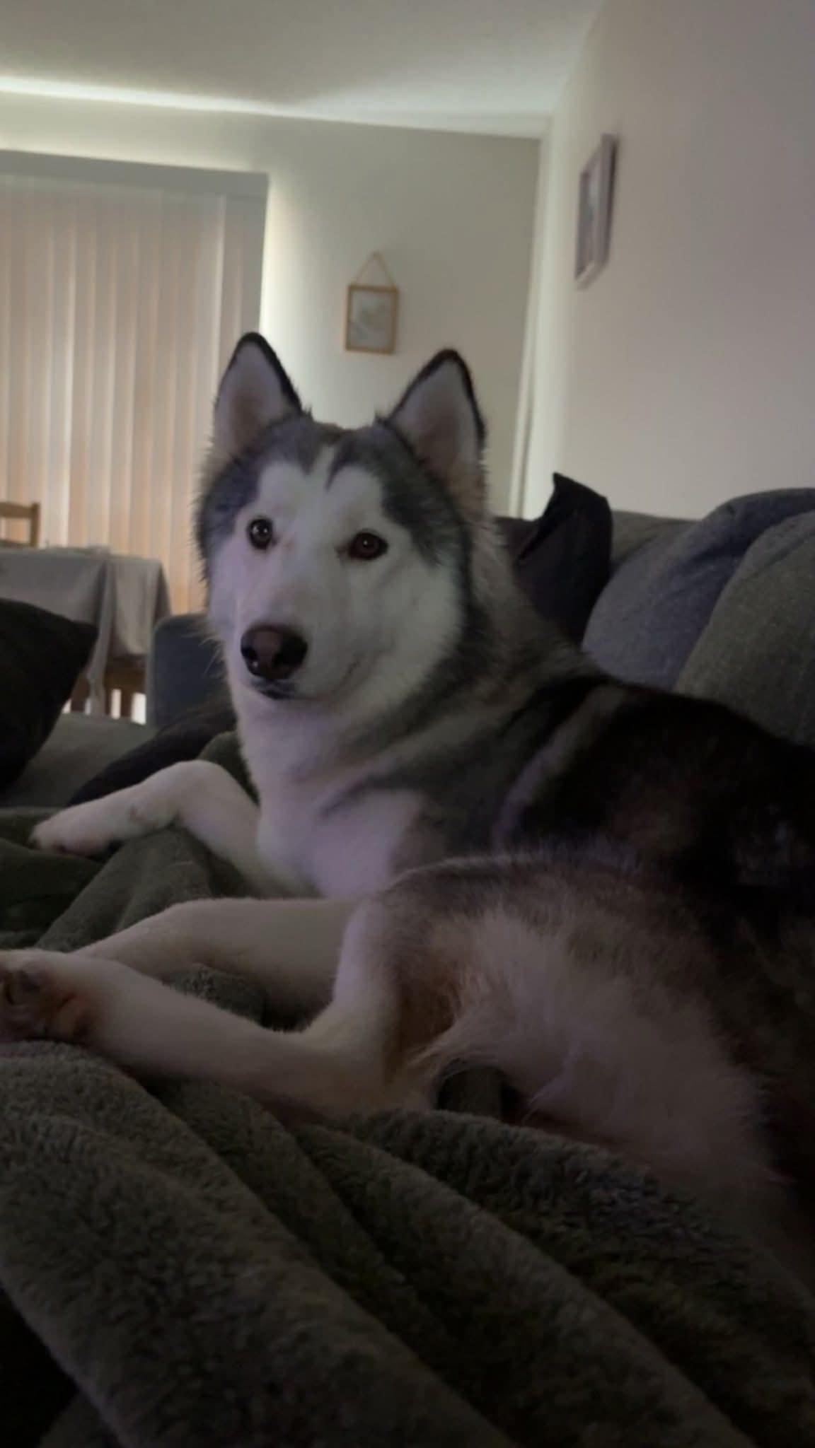 Luke, Adoptable, Young Male Siberian Husky.