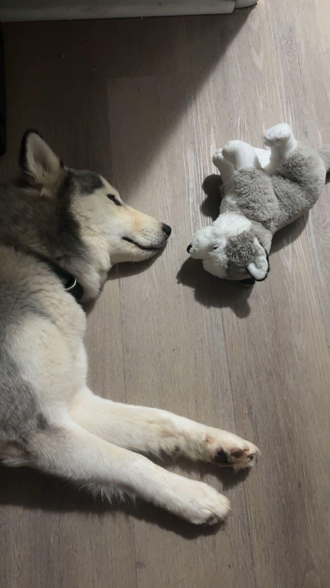 Luke, a Adoptable Siberian Husky in Cumming, GA image 2/2