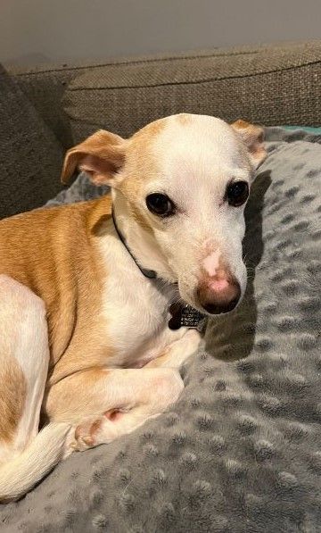 Rascal - Adopted, Adopted, Senior Male Italian Greyhound & Jack Russell Terrier.