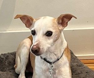 Enlarge Rascal - Adopted, a Adopted mixed breed in Croton on Hudson, NY image 2/4