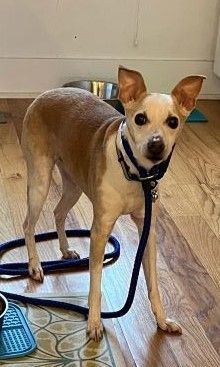 Enlarge Rascal - Adopted, a Adopted mixed breed in Croton on Hudson, NY image 3/4