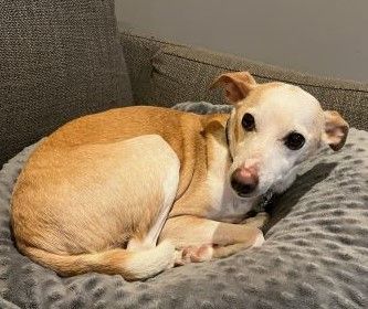 Enlarge Rascal - Adopted, a Adopted mixed breed in Croton on Hudson, NY image 4/4