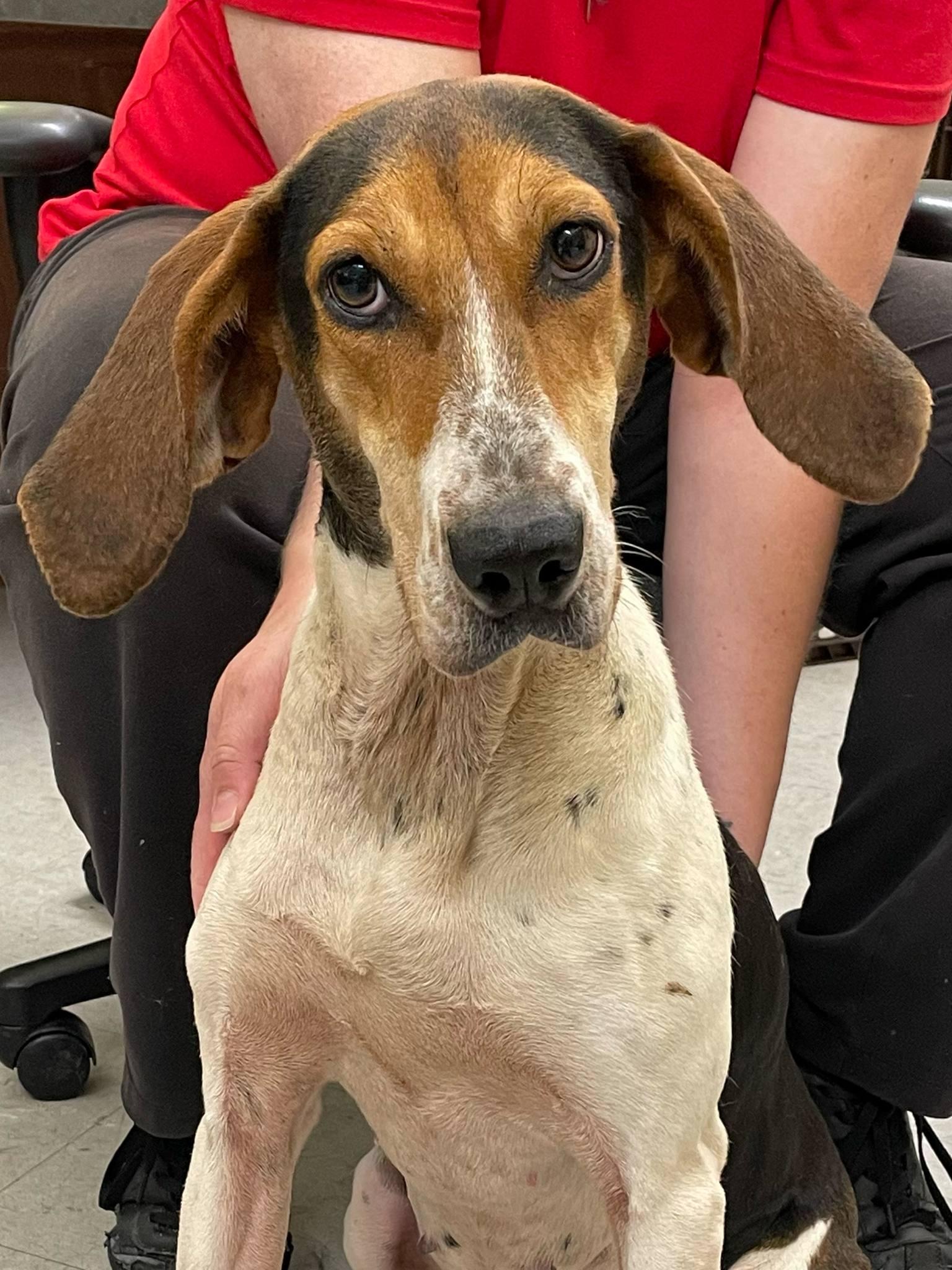 Enlarge Tricia, a Adoptable Treeing Walker Coonhound in Covington, VA image 1/1