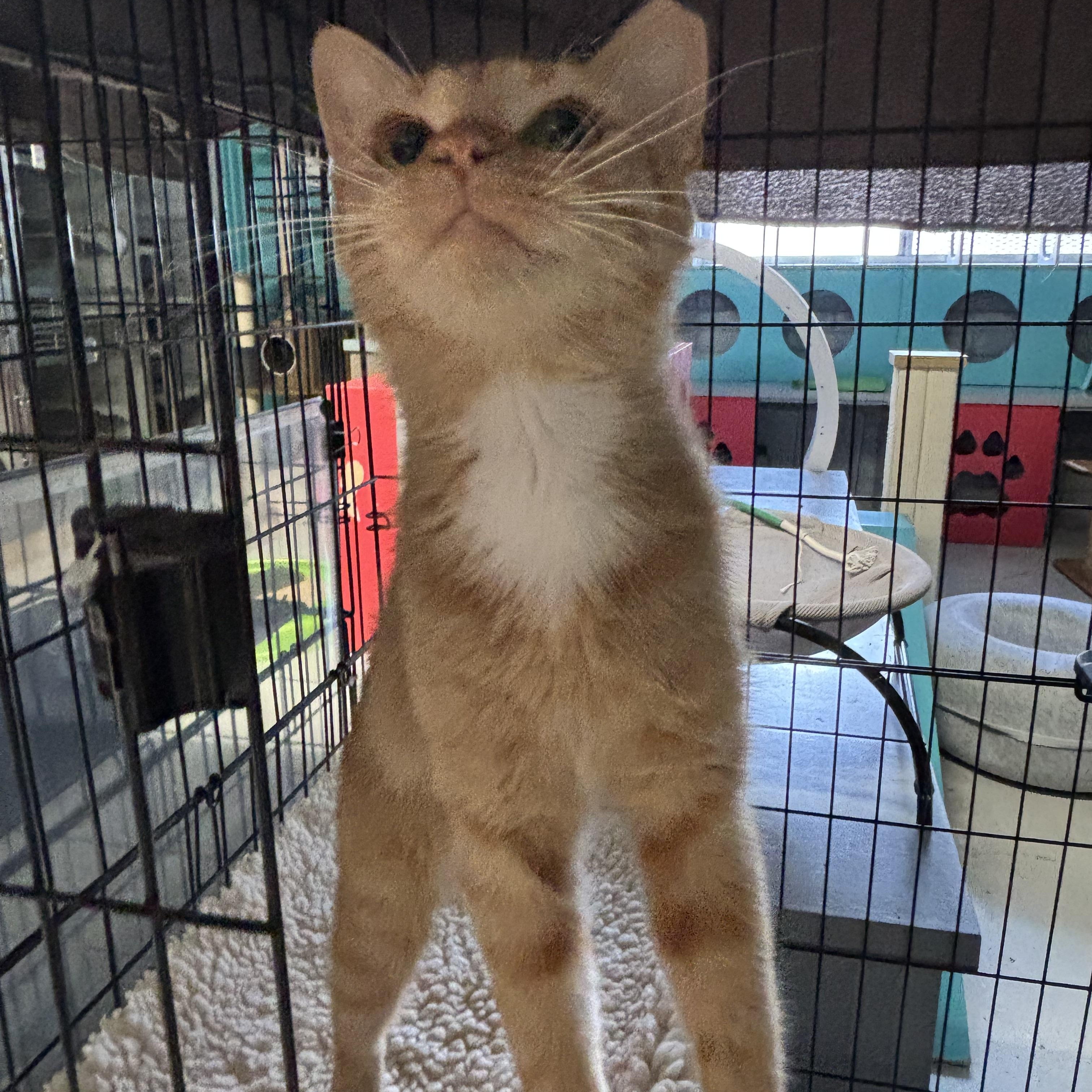 Enlarge Valentina, an adopted Domestic Short Hair in Phoenix, AZ image 5/5