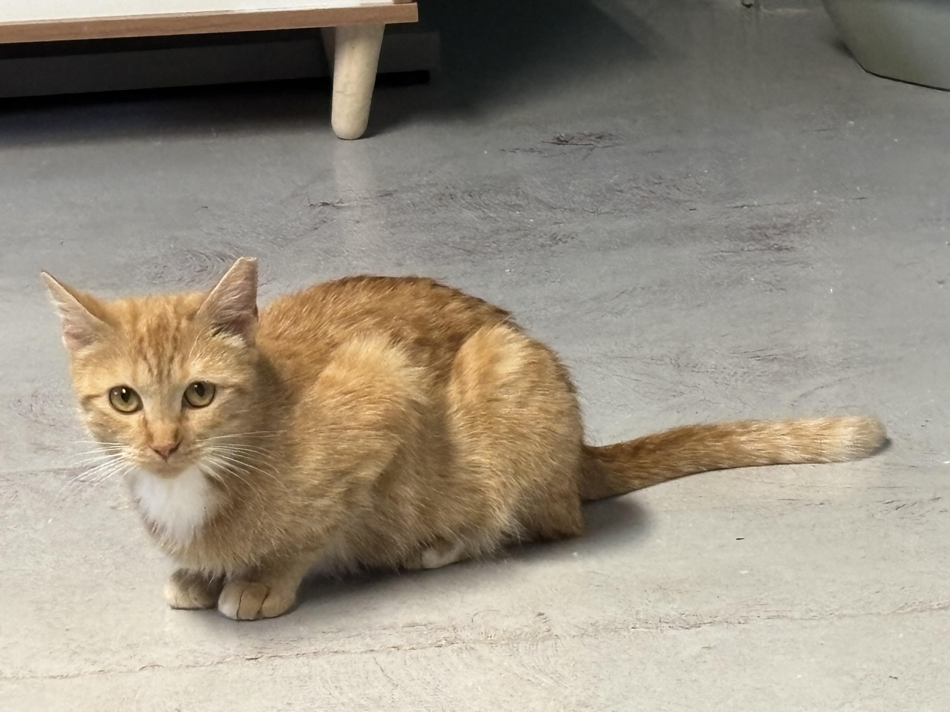 Enlarge Valentina, an adopted Domestic Short Hair in Phoenix, AZ image 4/5