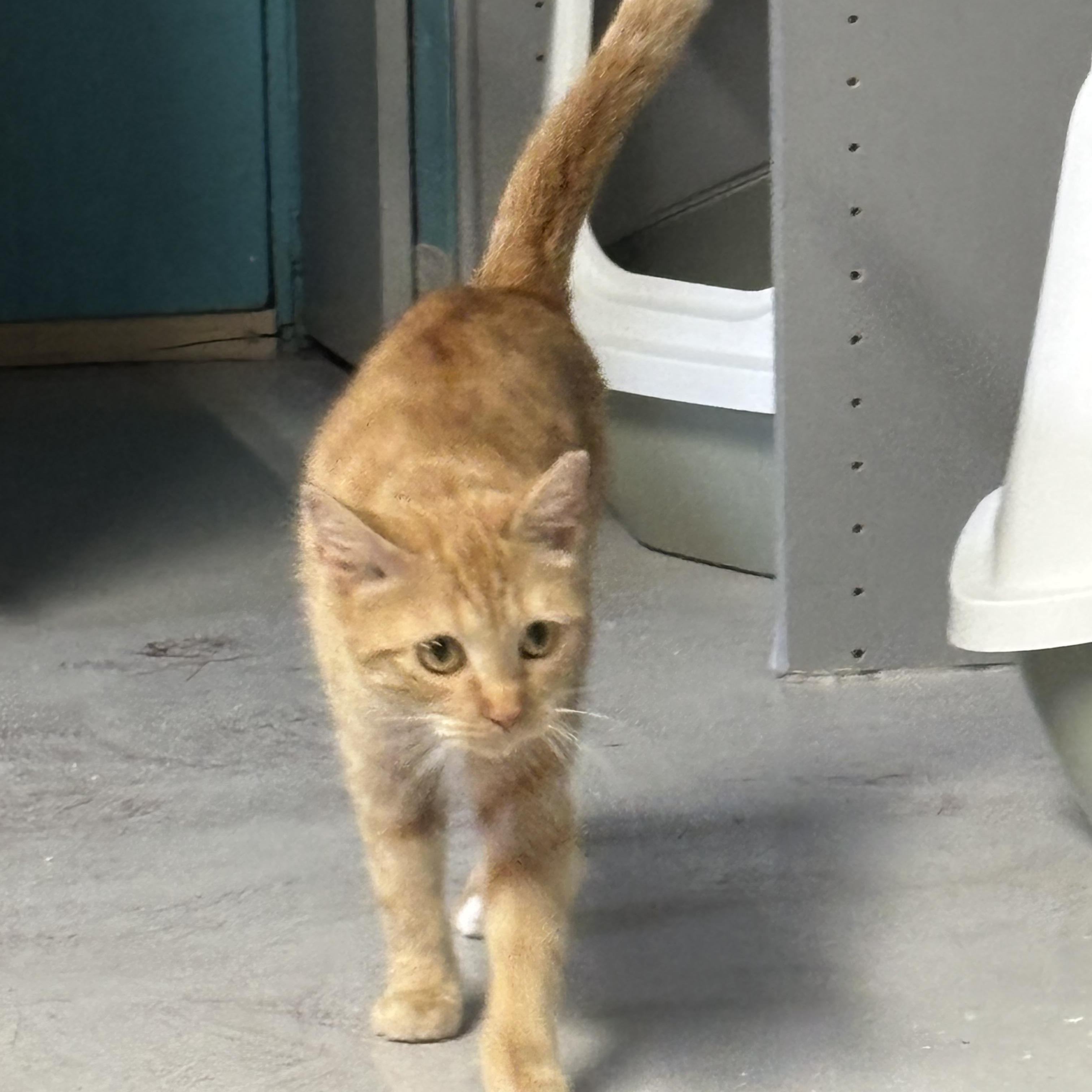 Enlarge Valentina, an adopted Domestic Short Hair in Phoenix, AZ image 3/5