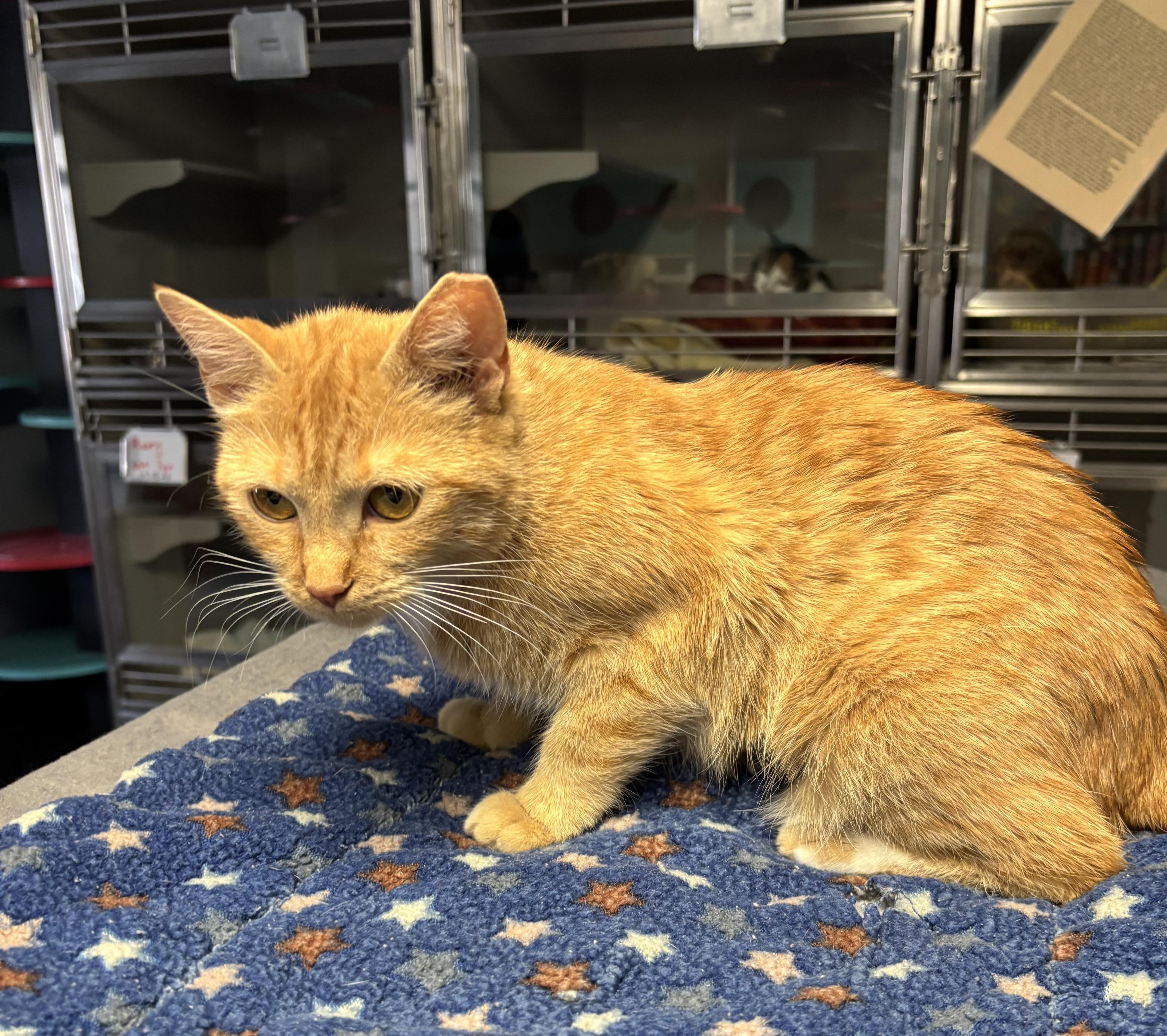 Valentina, adopted, Kitten Female Domestic Short Hair.