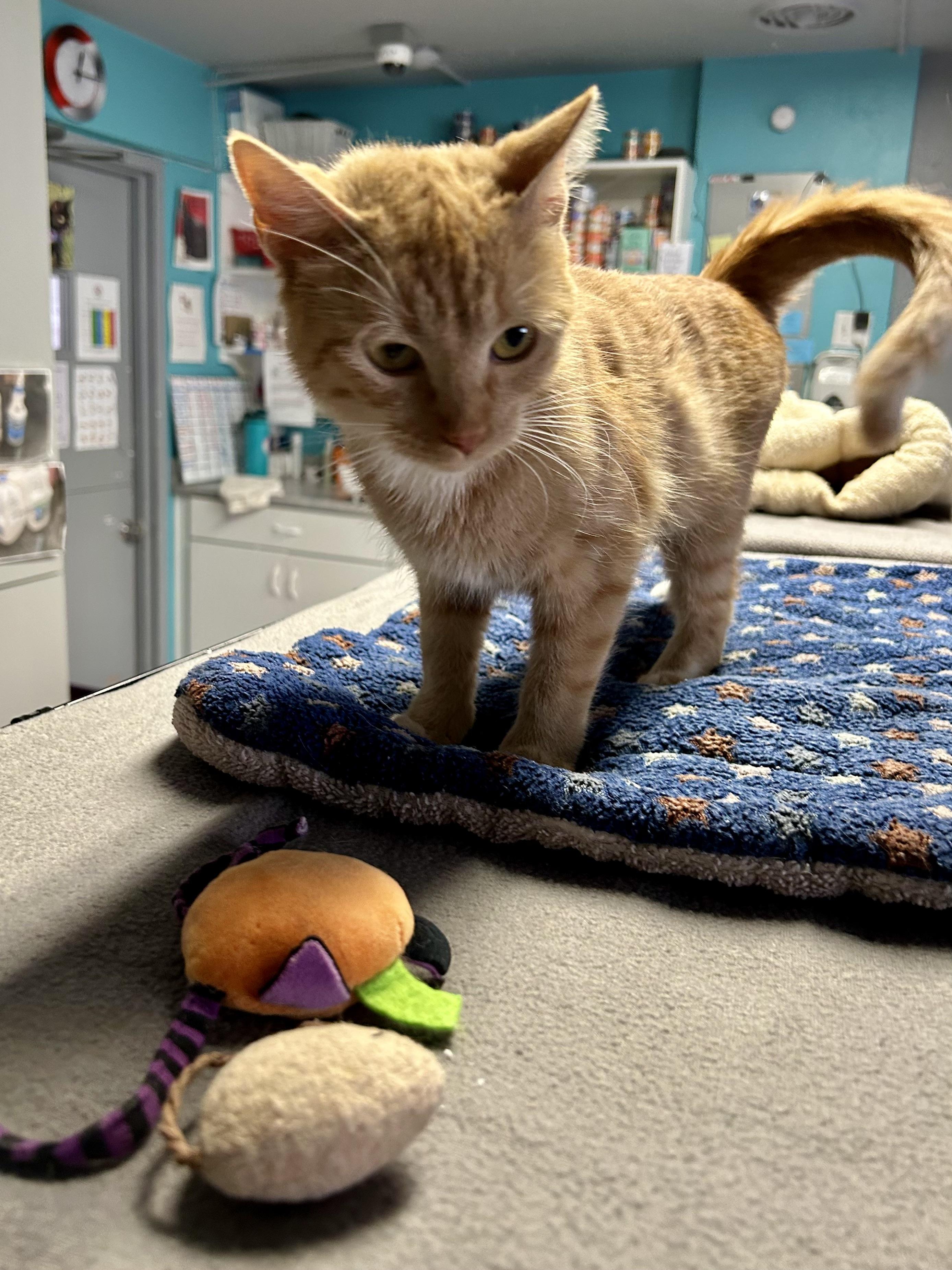 Enlarge Valentina, an adopted Domestic Short Hair in Phoenix, AZ image 2/5
