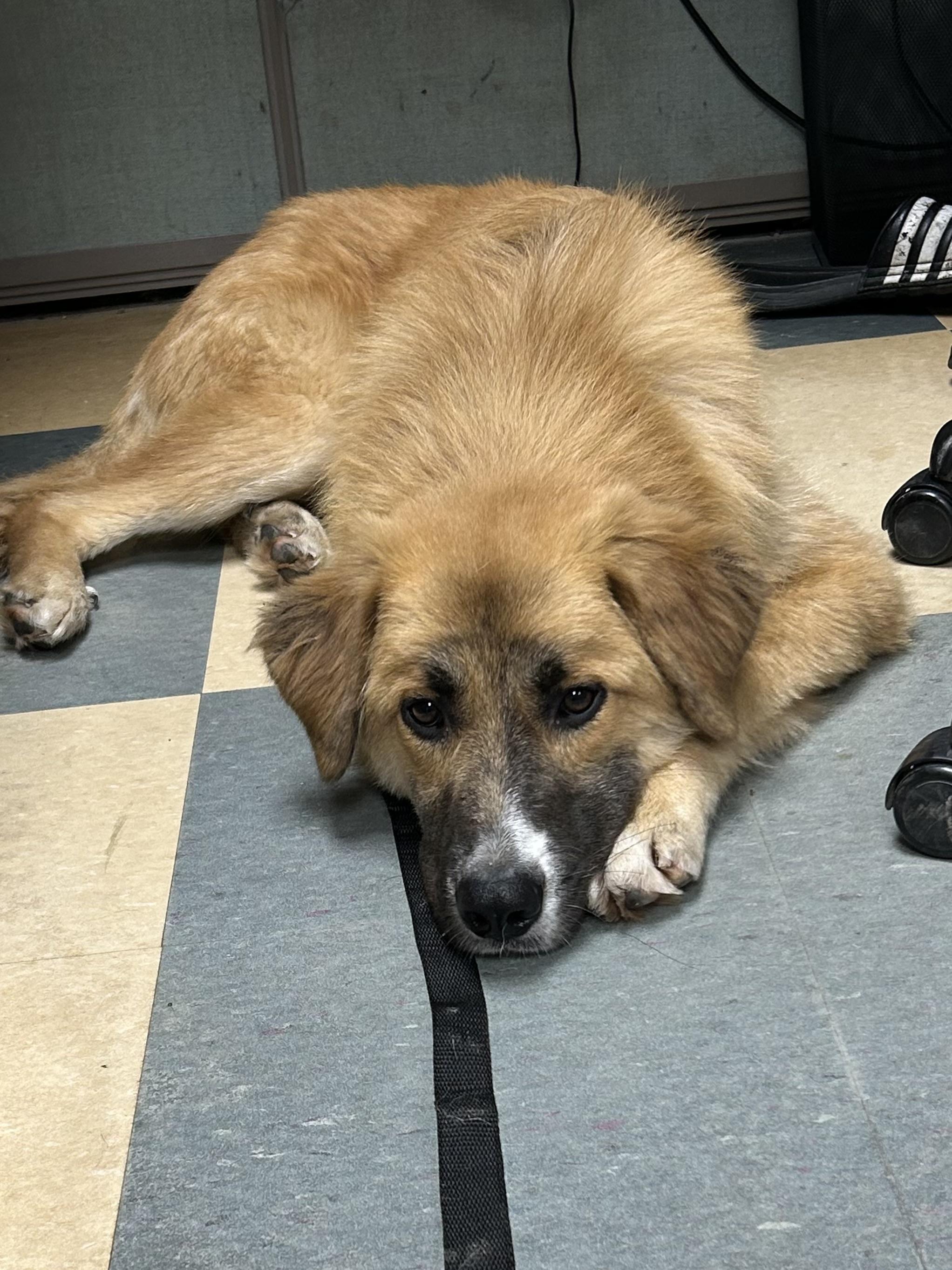 Oli, Adoptable, Young Male Maremma Sheepdog.
