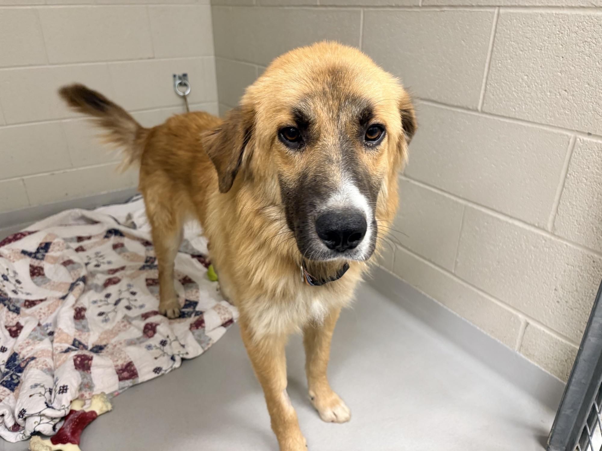 Enlarge Oli, a Adoptable mixed breed in Caledon, ON image 2/2