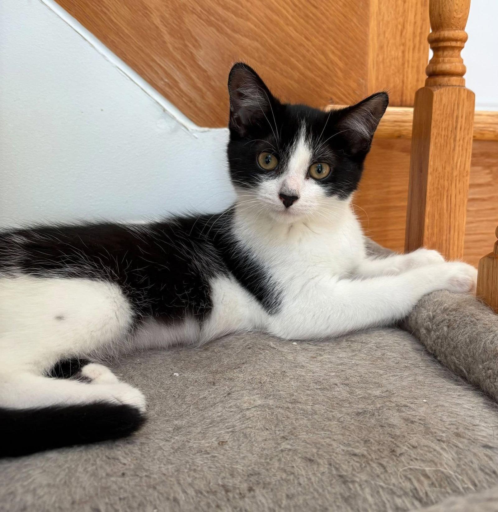 Stella, Adoptable, Young Female Domestic Short Hair.