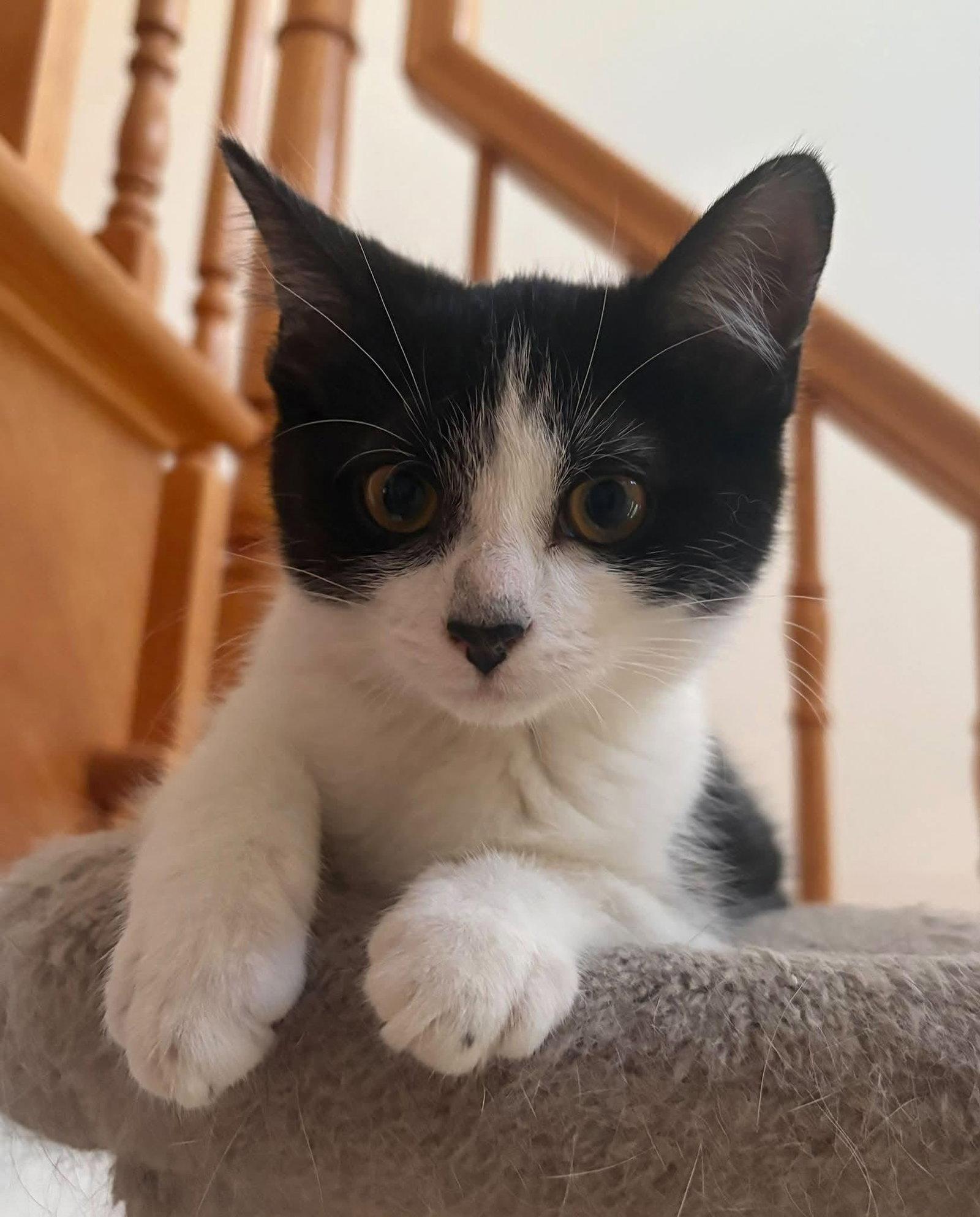 Enlarge Stella, a Adoptable Domestic Short Hair in Orleans, ON image 2/3