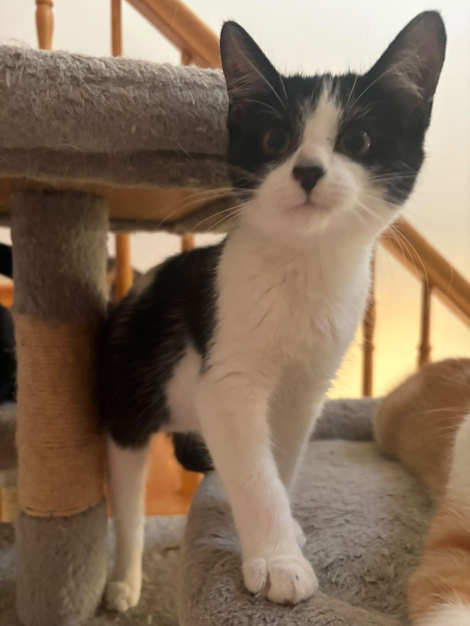 Enlarge Stella, a Adoptable Domestic Short Hair in Orleans, ON image 3/3