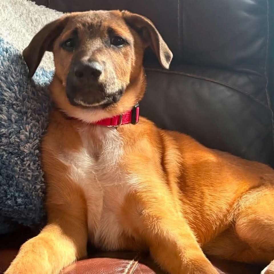 Enlarge Reddington, a Adoptable Mixed Breed in East Amherst, NY image 3/3