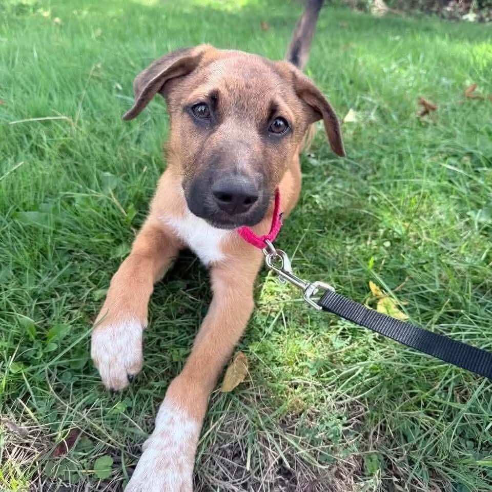 Enlarge Reddington, a Adoptable Mixed Breed in East Amherst, NY image 2/3