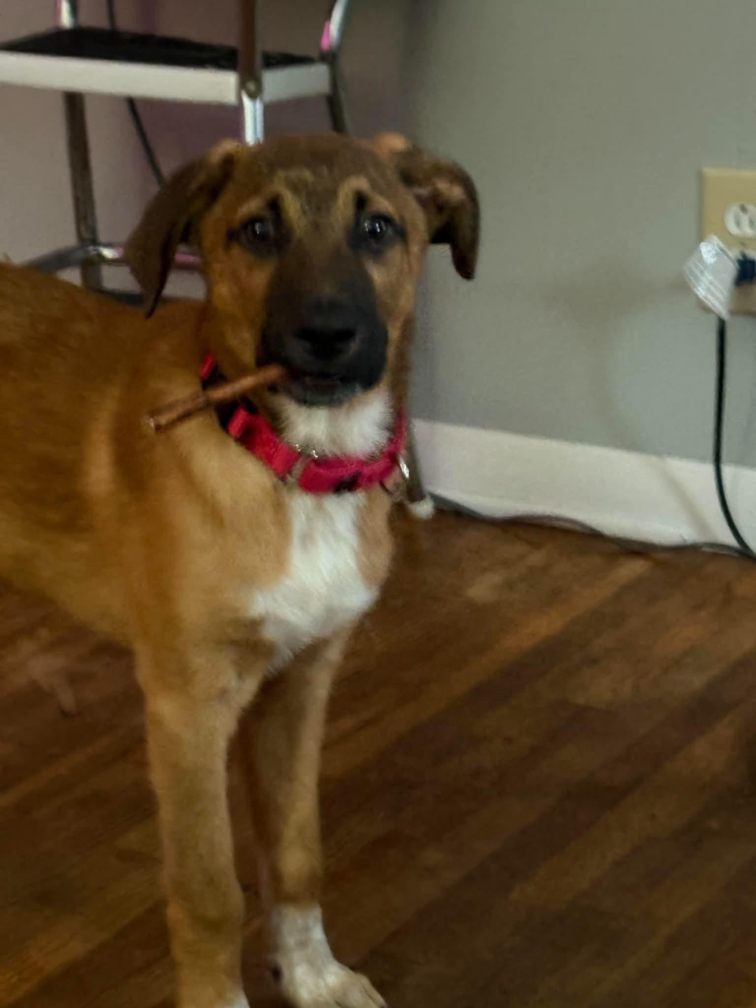 Enlarge Reddington, a Adoptable Mixed Breed in East Amherst, NY image 1/3