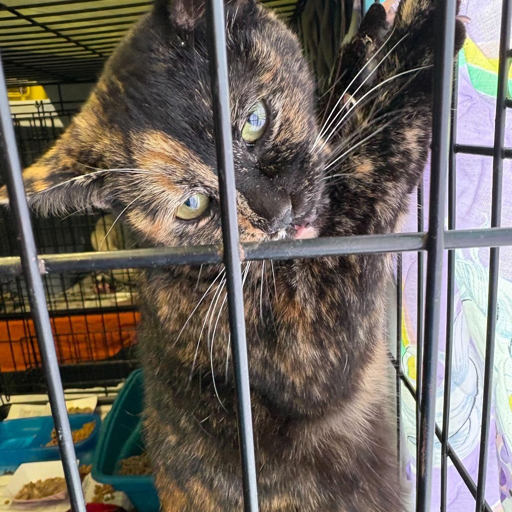 Enlarge Banshee, a Adoptable Domestic Short Hair in Oak Hill, WV image 1/1