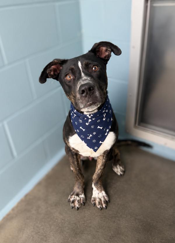 Mike, Adoptable, Young Male Hound.