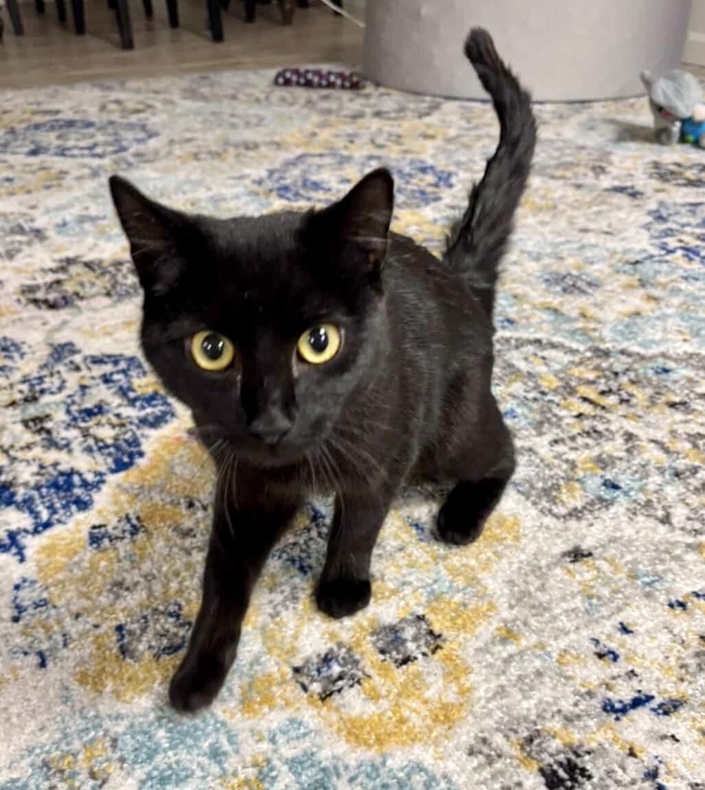 Sir Pepper, a ADOPTABLE Domestic Short Hair in Bethel, CT image 3/6