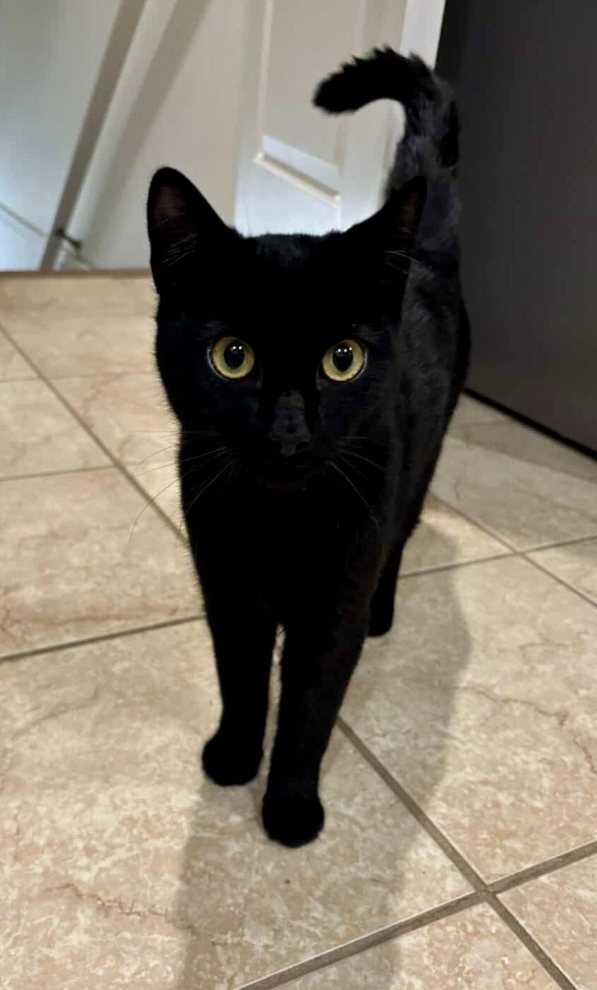 Sir Pepper, a ADOPTABLE Domestic Short Hair in Bethel, CT image 5/6