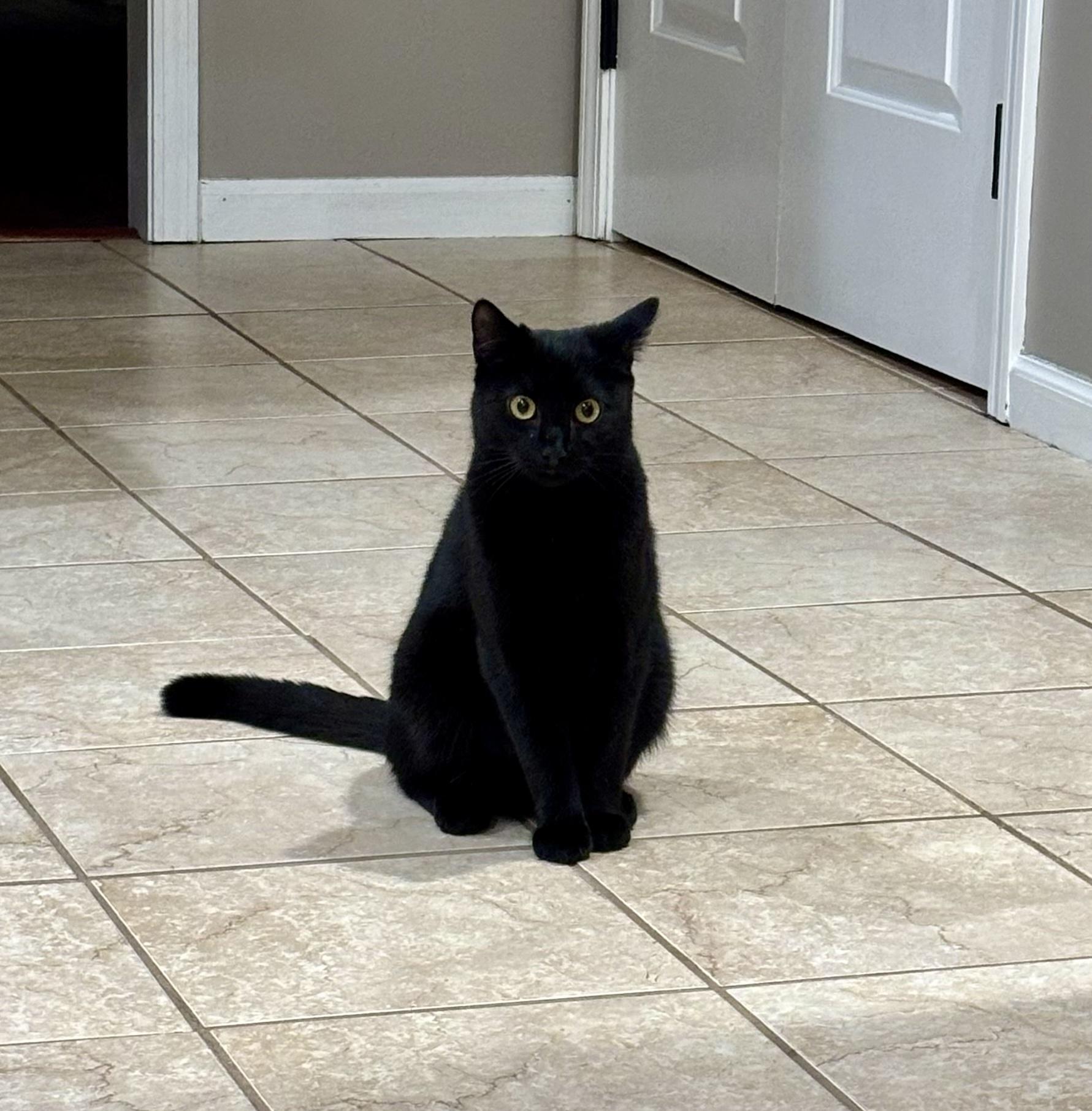 Sir Pepper, a ADOPTABLE Domestic Short Hair in Bethel, CT image 6/6