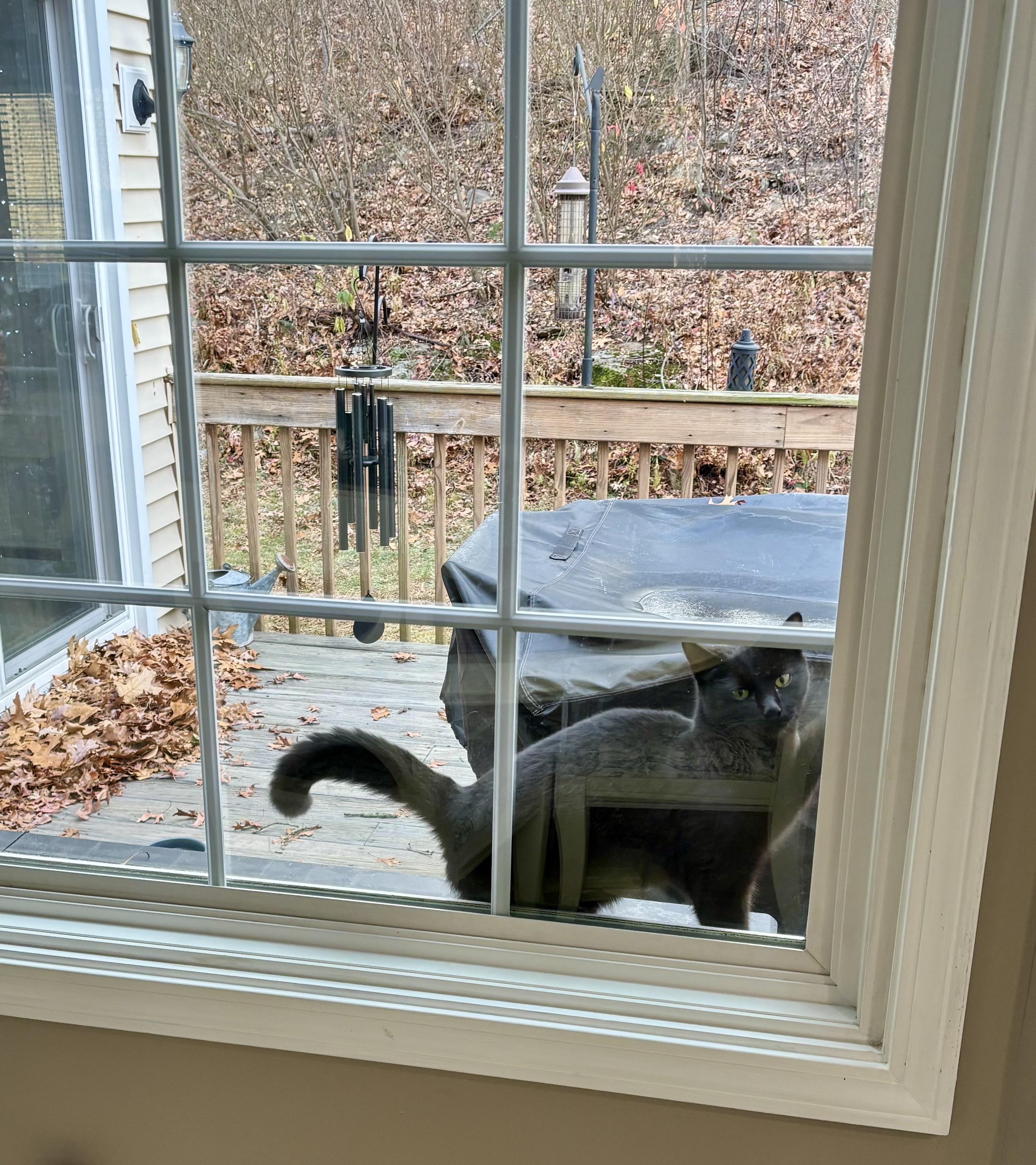 Sir Pepper, a ADOPTABLE Domestic Short Hair in Bethel, CT image 4/6