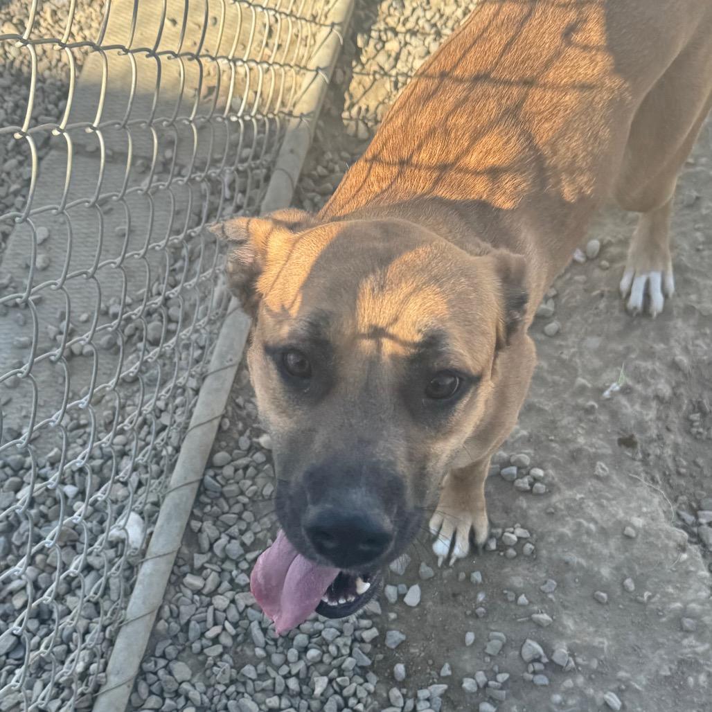 Nala, Adoptable, Young Female Pit Bull Terrier.