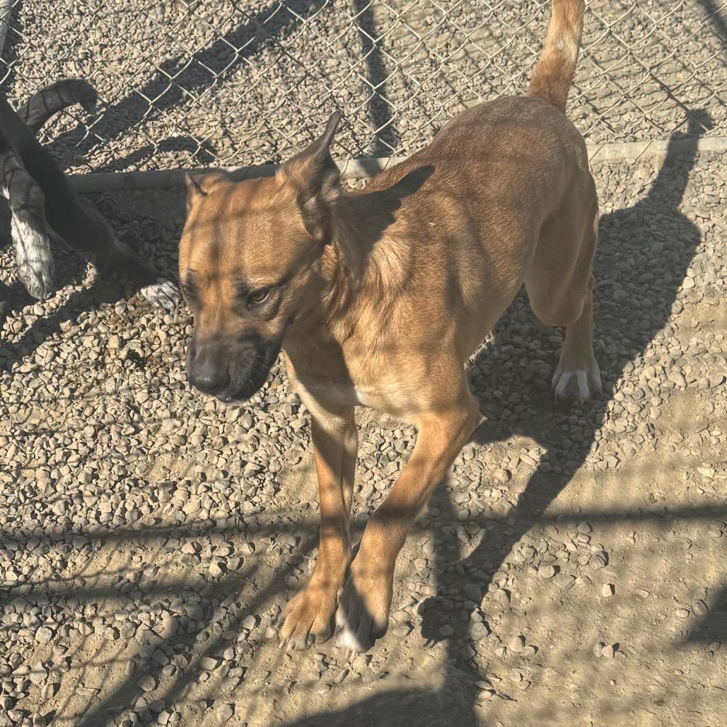 Enlarge Nala, a Adoptable Pit Bull Terrier in North Battleford, SK image 2/6