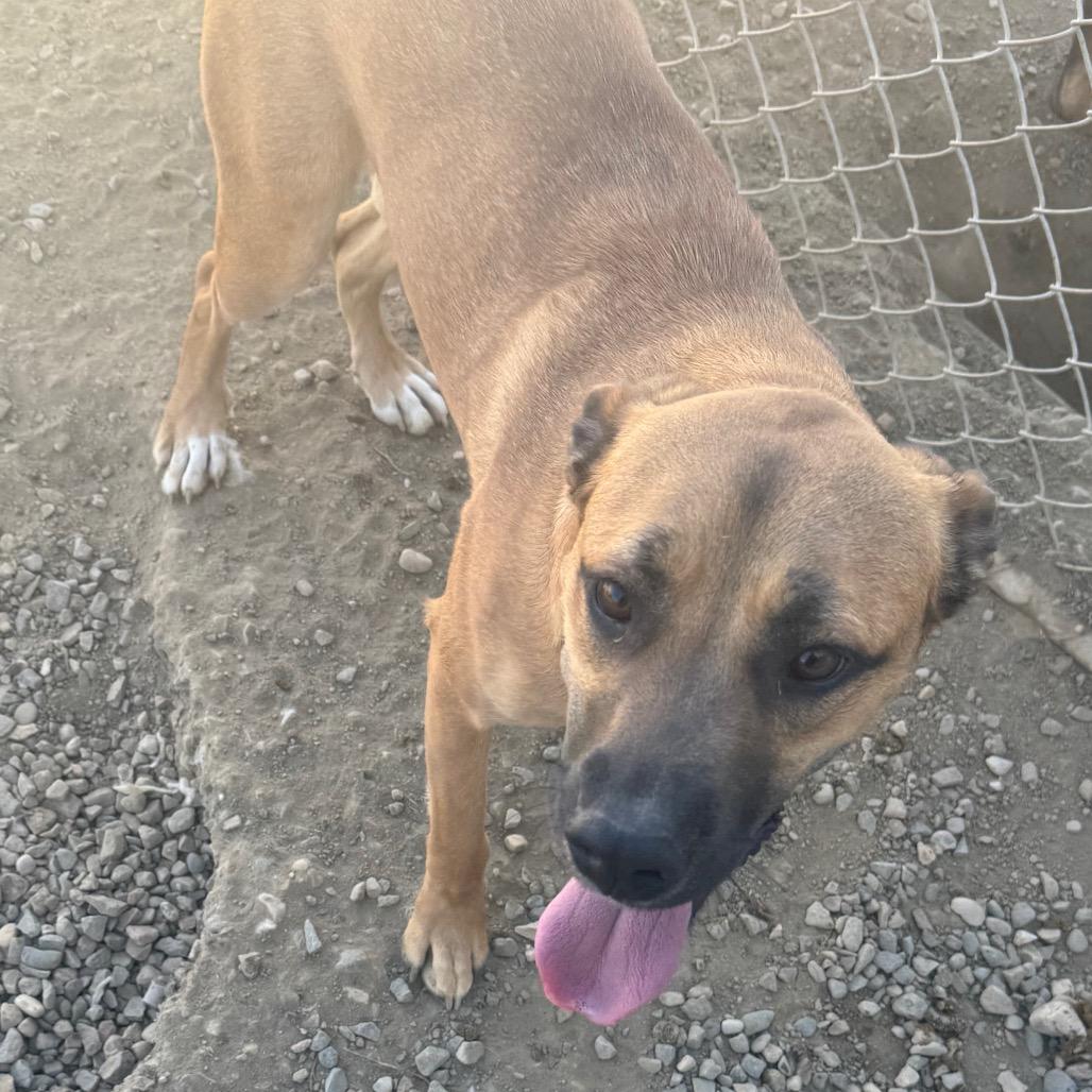 Enlarge Nala, a Adoptable Pit Bull Terrier in North Battleford, SK image 3/6