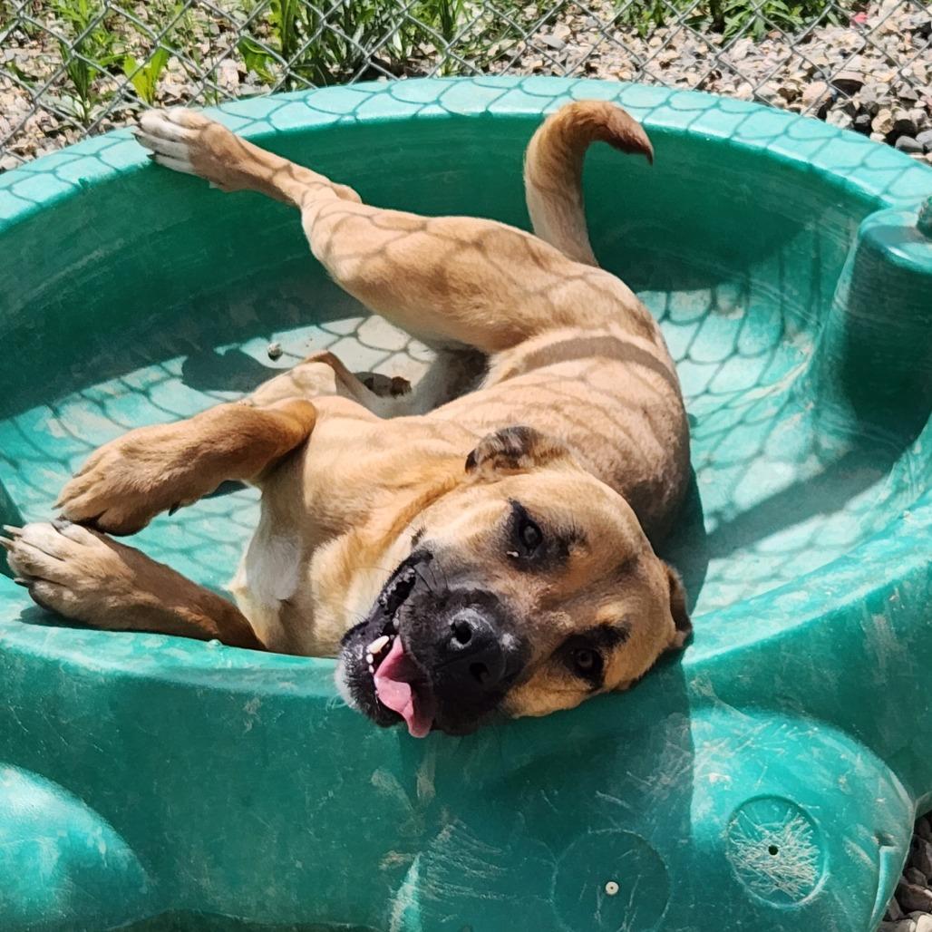 Enlarge Nala, a Adoptable Pit Bull Terrier in North Battleford, SK image 5/6