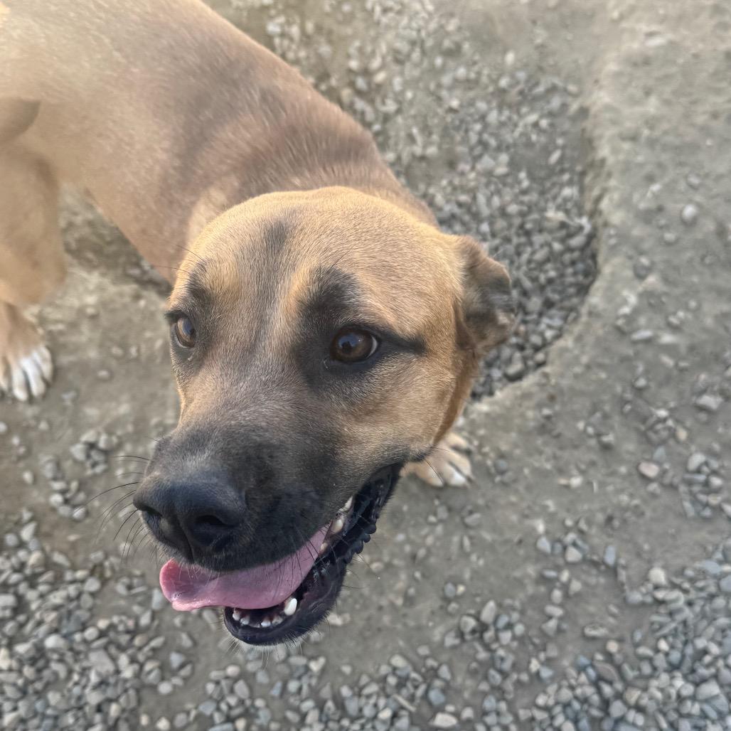 Enlarge Nala, a Adoptable Pit Bull Terrier in North Battleford, SK image 6/6