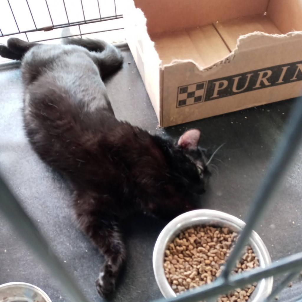 Pete, Adoptable, Adult Male Domestic Short Hair.