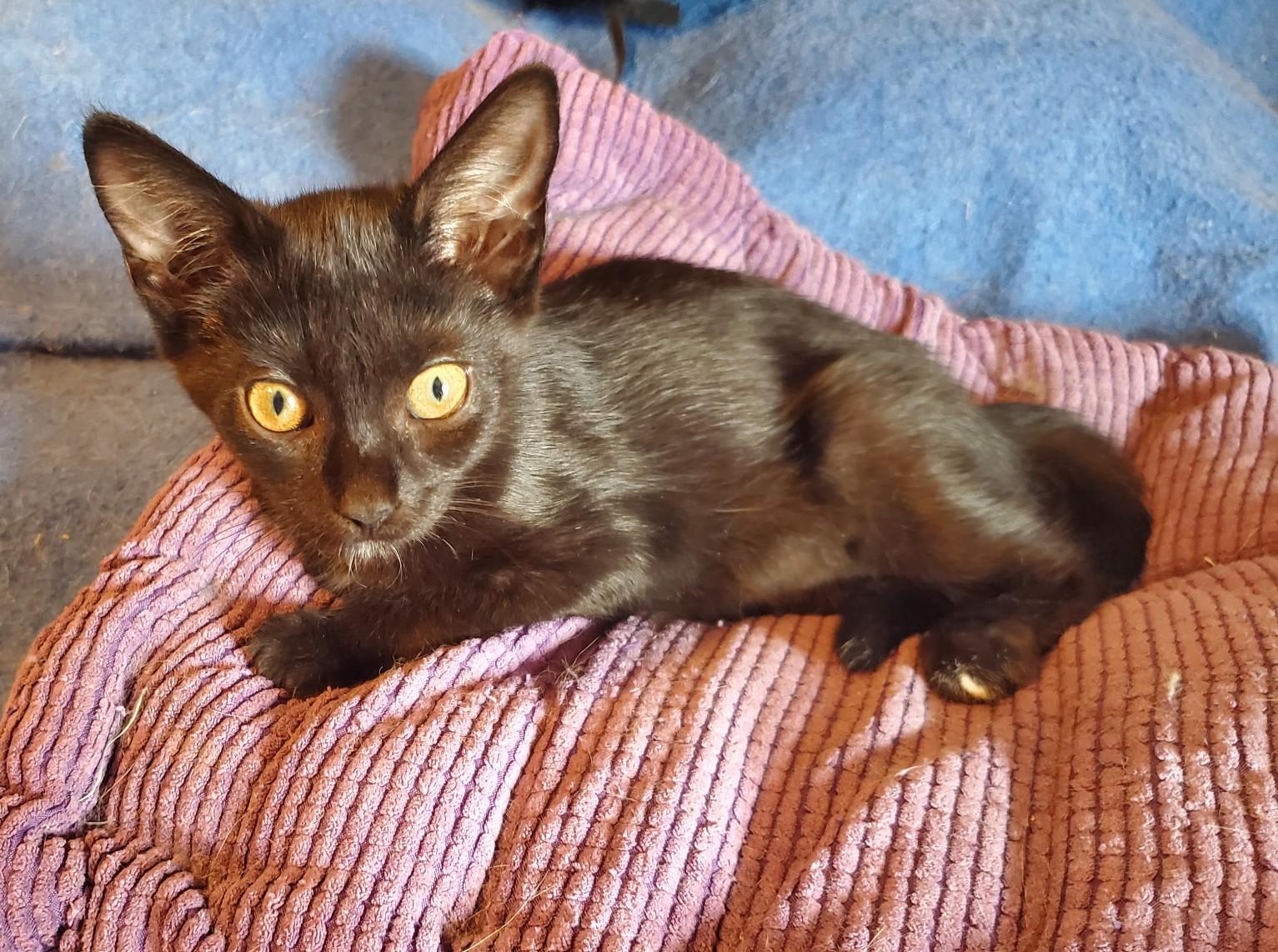 JAN, ADOPTABLE, Kitten Female Domestic Short Hair.