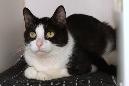 Sage 44 — thumbnail 2