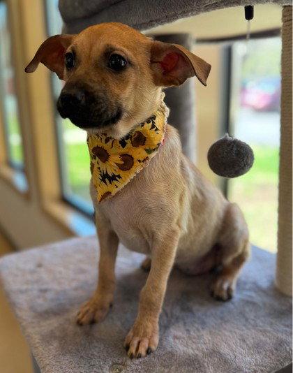 Leah, Adoptable, Young Female Dachshund.