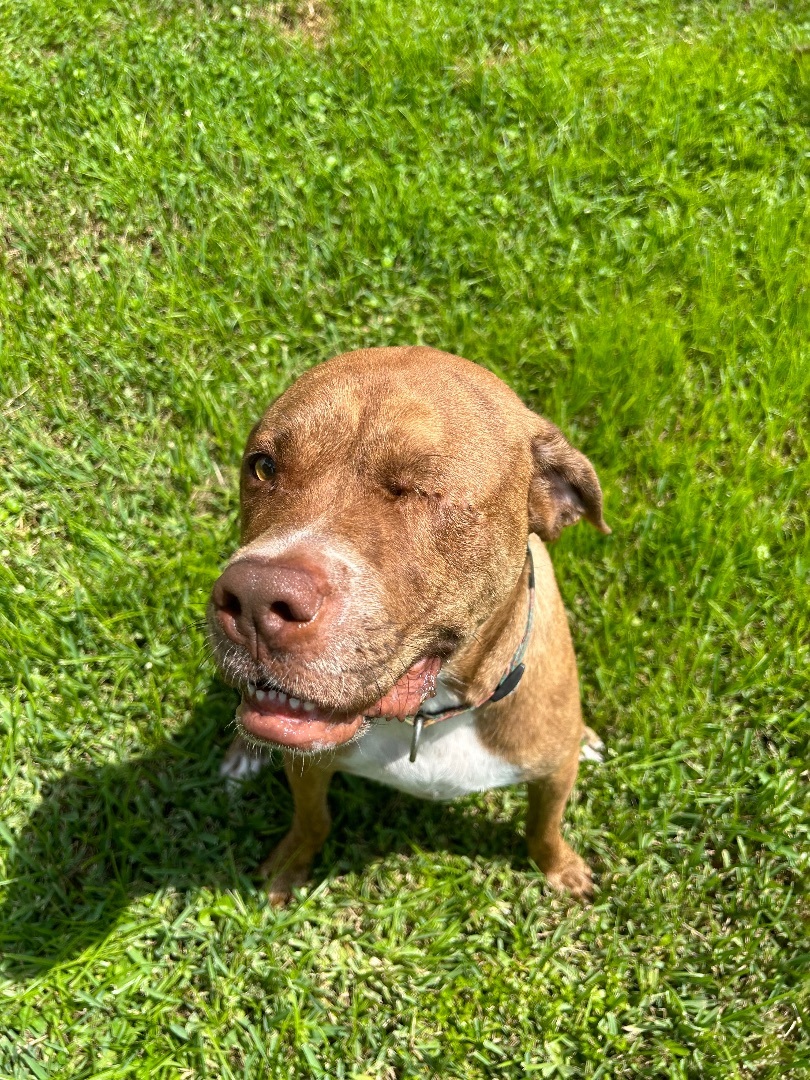 Allie Lou Who , a Adoptable mixed breed in Cape Coral, FL image 1/12