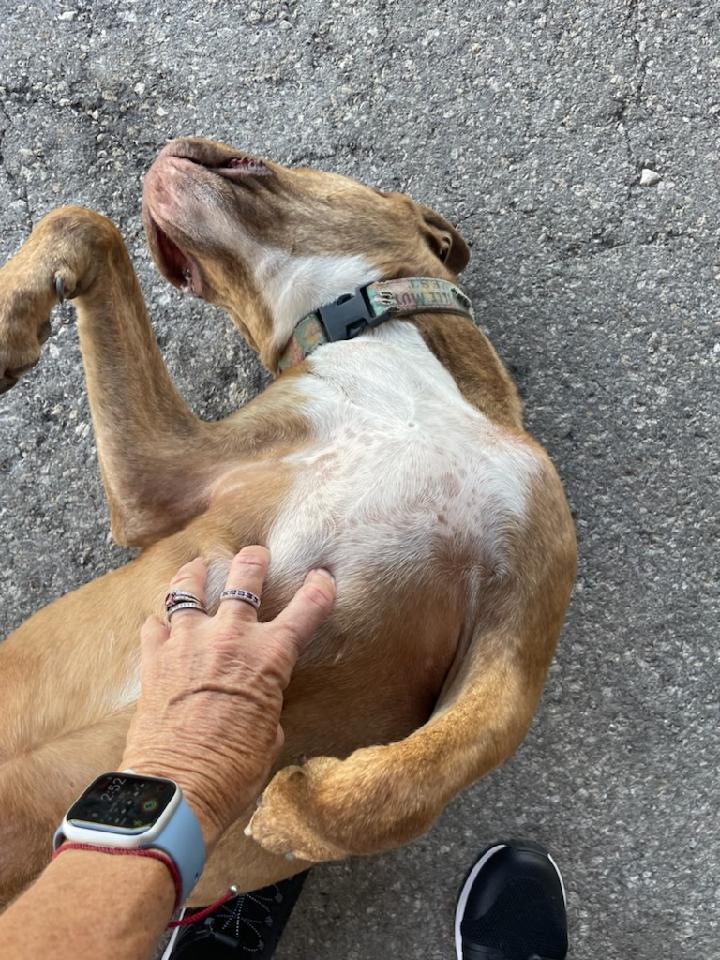 Allie Lou Who , a Adoptable mixed breed in Cape Coral, FL image 2/12