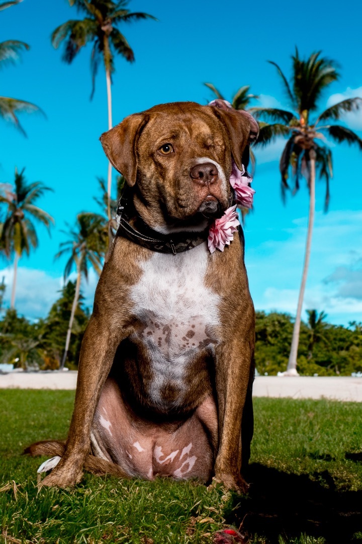 Allie Lou Who , a Adoptable mixed breed in Cape Coral, FL image 3/12